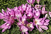 COLCHICUM THE GIANT