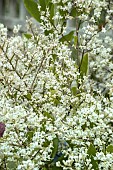 LIGUSTRUM JAPONICUM TEXANUM