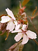 PRUNUS SARGENTII (FLOWERING CHERRY)