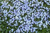 PHLOX SUBULATA EMERALD CUSHION