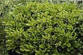 PITTOSPORUM TOBIRA NANUM