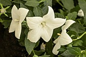 PLATYCODON GRANDIFLORA ASTRA WHITE