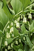 POLYGONATUM MULTIFLORUM