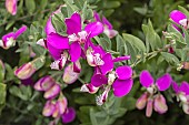 POLYGALA MYRTIFOLIA