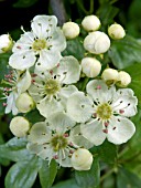 CRATAEGUS MONOGYNA (HAWTHORN)