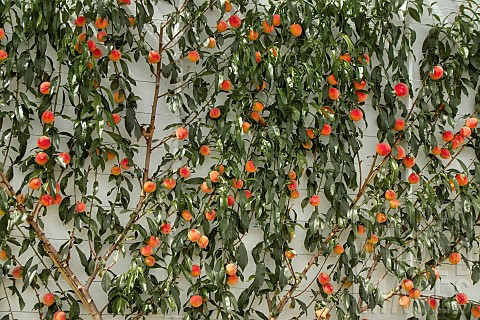 PRUNUS_PERSICA_DUKE_OF_YORK