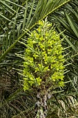 PUYA CHILENSIS