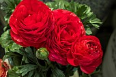 RANUNCULUS ASIATICUS TOMER RED