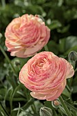 RANUNCULUS ELEGANCE BIANCO SFUMATO