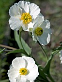 RANUNCULUS AMPLEXCAULIS