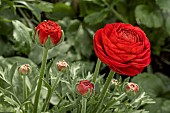 RANUNCULUS ELEGANCE ROSSO