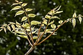 RHUS TOXIODENDRON
