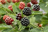 Rubus fruticosus Chester