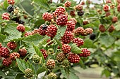 Rubus fruticosus Chester