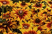 RUDBECKIA HIRTA LAUGHING SMILEYZ