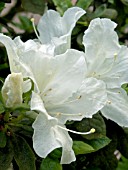 RHODODENDRON PALESTRINA ( JAPANESE AZALEA)