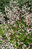 SAXIFRAGA SPATHULARIS