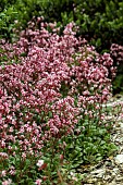 SAXIFRAGA URBIUM MRS CHAMBERS