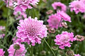 SCABIOSA INCISA KUDO