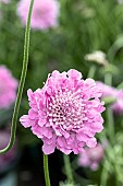 SCABIOSA INCISA KUDO