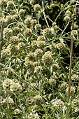 SCABIOSA STELLATA PING PONG