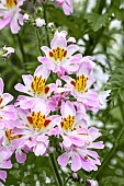 SCHIZANTHUS X WISETONENSIS DR BADGERS MIXED