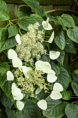 SCHIZOPHRAGMA HYDRANGEOIDES