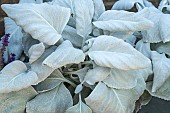 SENECIO CANDIDANS ANGEL WINGS