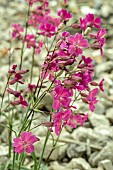 SILENE ATROPURPUREA