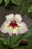 STREPTOCARPUS DS HORUS