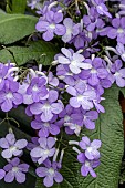 STREPTOCARPUS FALLING STARS