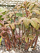 RODGERSIA AESCULIFOLIA