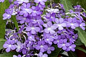 STREPTOCARPUS FALLING STARS