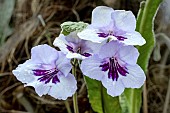 STREPTOCARPUS HEIDI