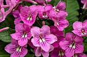 STREPTOCARPUS JESSICA