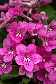 STREPTOCARPUS JESSICA