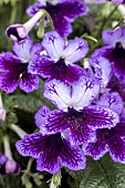 STREPTOCARPUS KATIE