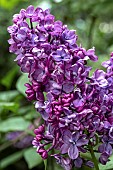 SYRINGA VULGARIS CHARLES JOY