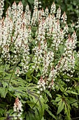 TIARELLA SUGAR & SPICE