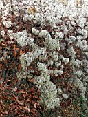 CLEMATIS VITALBA (OLD MANS BEARD)