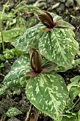 TRILLIUM CUNEATUM