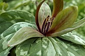 TRILLIUM CUNEATUM