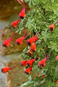 TROPAEOLUM TRICOLOR