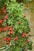 TROPAEOLUM TRICOLOR