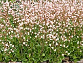 SAXIFRAGA UMBROSA (SAXIFRAGE)