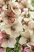 VERBASCUM LAVENDER LASS