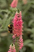 VERONICA LONGIFOLIA FIRST LOVE