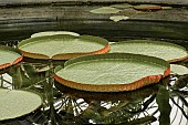 VICTORIA AMAZONICA