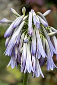 AGAPANTHUS INAPERTUS SKY