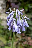 AGAPANTHUS INAPERTUS SKY